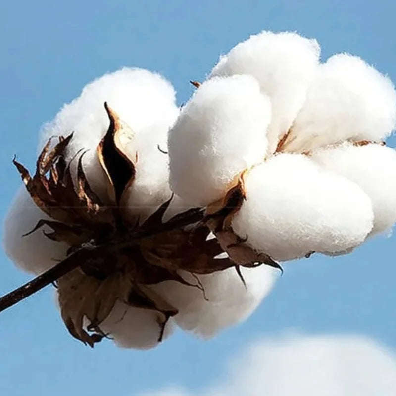 ⬛️ T-shirt werenoi diamant noir